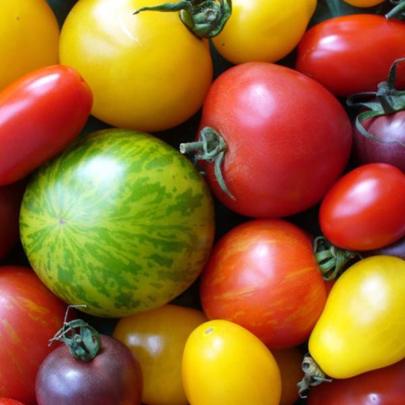 Pepper Joe's Heirloom Tomato Seeds - Thumbnail 2
