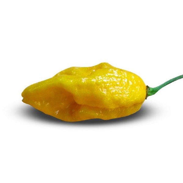 Yellow Devils Tongue Pepper Seeds