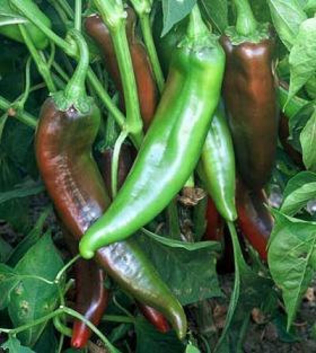 Numex Joe E Parker Pepper Seeds - Etsy Canada