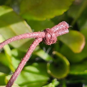 May include: Close-up of a burgundy-colored rope with a knot tied in the center. The rope has a textured surface and is set against a blurred background of green foliage. The knot appears tightly secured, with frayed ends visible.