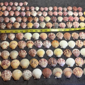 May include: A large collection of assorted scallop shells in various shades of pink, brown, white, and yellow, arranged in rows. A yellow measuring tape is placed across the middle, showing a length of approximately 26 inches.