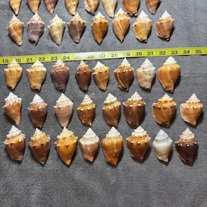 May include: An assortment of cone-shaped seashells in various shades of brown, tan, and white, arranged on a gray surface. A yellow measuring tape with black numbers is placed across the shells, with measurements from 19 to 35 inches.