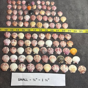 May include: A collection of small scallop shells in various shades of white, pink, brown, and orange, arranged in rows. A yellow measuring tape shows sizes from 12 to 26 inches, and a label indicates the shells measure 3/4 to 1 1/4 inches.