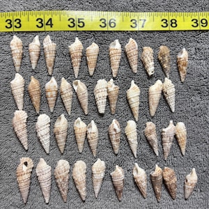 May include: A collection of forty-two small, conical seashells arranged in rows. The shells are tan, beige, and brown with textured, spiral ridges. A yellow measuring tape is positioned at the top, showing measurements from 33 to 39 inches.