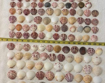 150 Sanibel Island Scallop Sea Shells.   Wide variety of sizes and colors!!