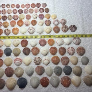 May include: A collection of seashells in various colors and sizes, including white, brown, and purple. A yellow measuring tape is placed across the shells, showing measurements in inches. The shells are arranged on a white surface.