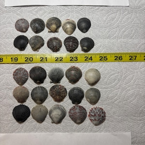 25 Sanibel Island Scallop Shells – Medium Black Grey Crafting Supplies