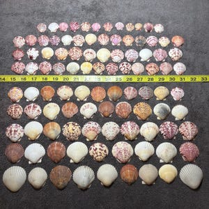 100 Sanibel Island Scallop Sea Shells.  Wide variety of colors and sizes!!