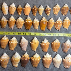 May include: A collection of forty-two spiral seashells in various shades of tan, brown, and cream, arranged in four rows. A yellow measuring tape is positioned horizontally across the center, showing the shells range from 7 to 26 inches in width.