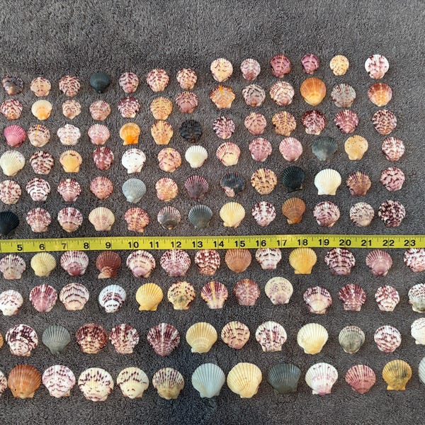 Rare Sea Shells - Etsy