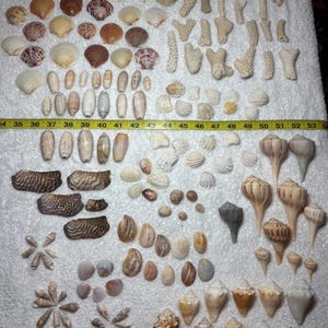 May include: A collection of various seashells and coral fragments arranged on a white surface, with a yellow measuring tape spanning from 35 to 53 inches, displaying a wide assortment of shapes, sizes, and textures including spiral, bivalve, and branched forms.