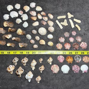 75 Mixed Lot Sanibel Island Sea Shells and Coral Pieces!!!