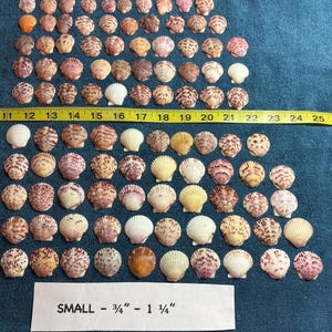 May include: A collection of small scallop shells in various shades of white, yellow, orange, pink, and brown, arranged in rows. A yellow measuring tape shows sizes from 11 to 25 inches, and a white label indicates SMALL - 3/4" - 1 1/4".
