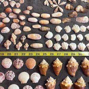 120 Sanibel Island Sea Shell Mix, Crafting & Collecting Lot - 120 Pieces