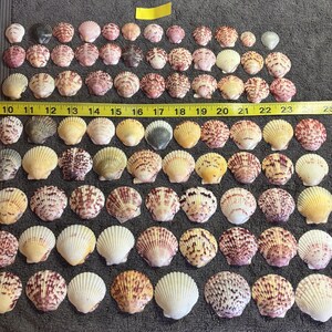 May include: A collection of numerous fan-shaped scallop shells in various shades of white, cream, pink, and brown, arranged in rows on a dark gray surface next to a yellow measuring tape showing inches from 10 to 25.