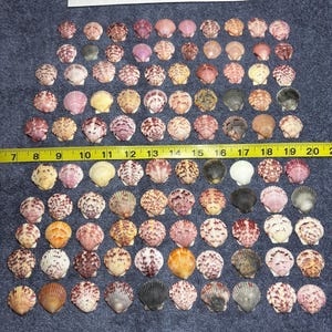 100 Sanibel Island Scallop Sea Shells.  Small shells ranging 3/4” -1 1/4”. Wide variety of colors and sizes!!