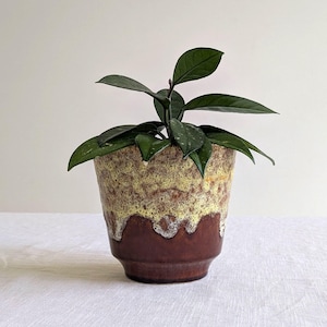 May include: A green houseplant with dark green leaves in a brown and yellow ceramic pot with a drip glaze.