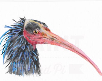 Watercolour Northern Bald Ibis