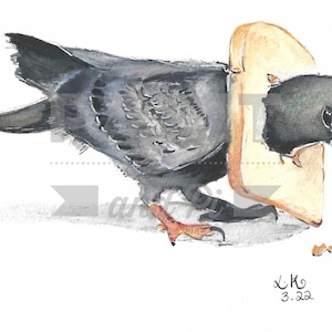 Watercolour Pigeon in bread