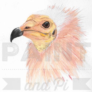 Watercolour Egyptian Vulture (orange)