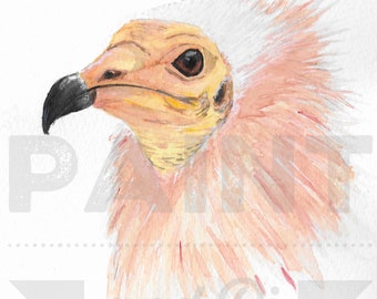 Watercolour Egyptian Vulture (orange)