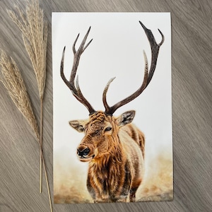 Limited Edition Print of a Stag, titled ‘Morning Mist’