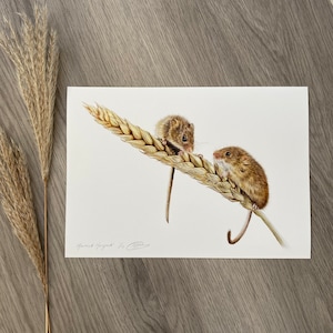 Limited Edition Print of Harvest Mice, ‘Harvest Hangout’