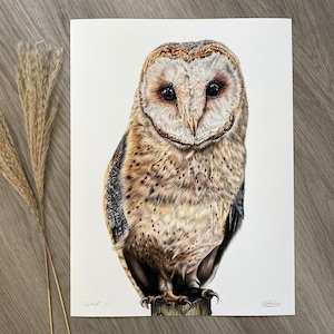 Limited Edition Print of a Barn Owl ‘Spotted’
