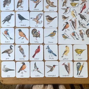 Bird Flash Cards & Poster Printable, Educational Digital Download for Kids, Instant Download Printable Homeschool Resource