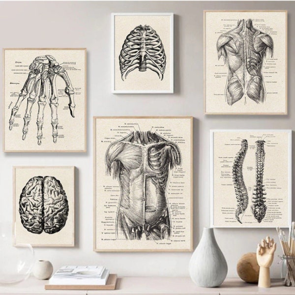 Gothic Anatomy: Vintage Skeleton Wall Art Print - Medical Anatomy Poster for Home Decor, Science Classroom, or Medical Office