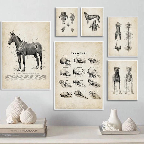 Vintage Veterinary Animal Anatomy Canvas Prints • Wall Art • Minimalist Poster Prints • Mammal art • Horse Anatomy Old-fashioned Artwork