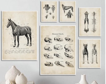 1907 年頃 子宮内の子馬 リトグラフ • オリジナルアンティークプリント