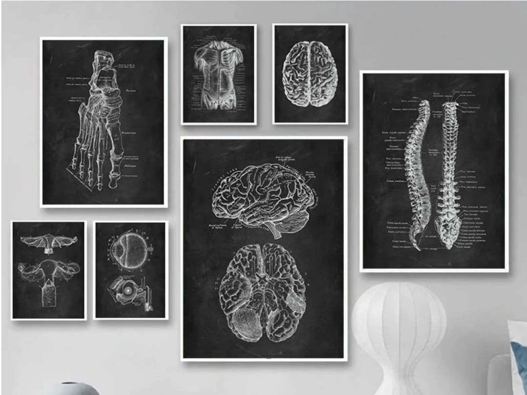 Anatomy Blackboard Art Print • Human Body Medical Poster - Etsy