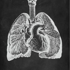Anatomy Blackboard Canvas Prints Wall Art Medical Poster Prints Human Body Human Anatomy Nordic Prints Home Decor F - Lungs