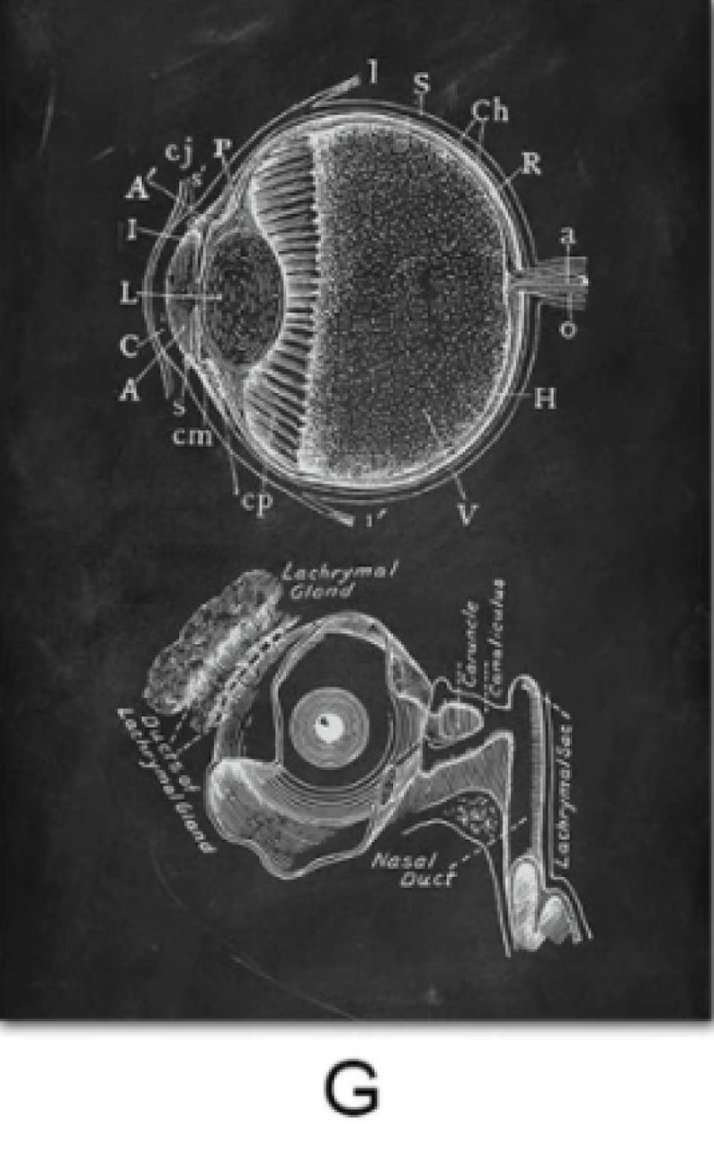 Anatomy Blackboard Canvas Prints Wall Art Medical Poster Prints Human Body Human Anatomy Nordic Prints Home Decor G - Eyeball