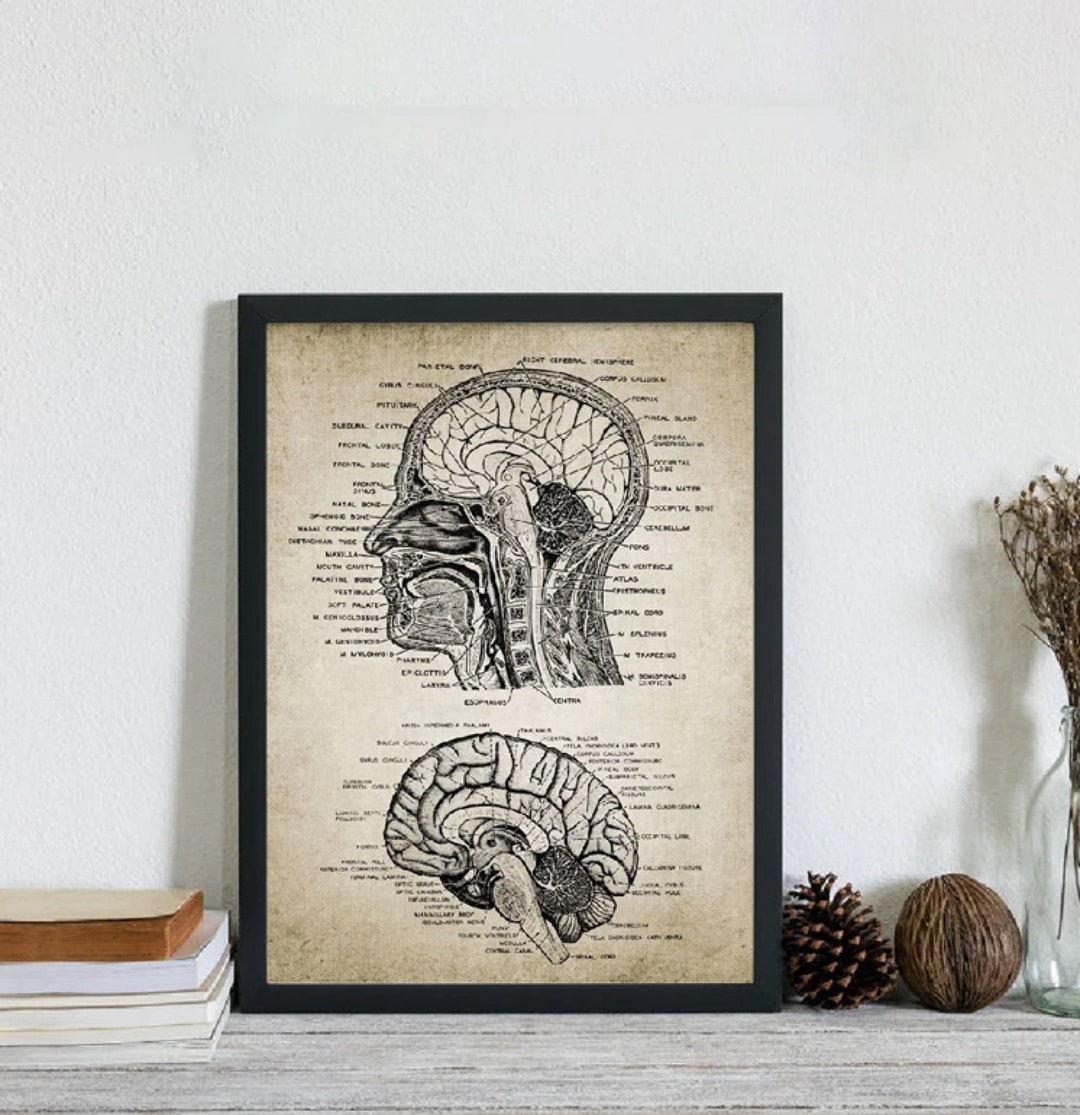 Vintage Head and Brain Anatomy Canvas Print Wall Art Human Body Human ...
