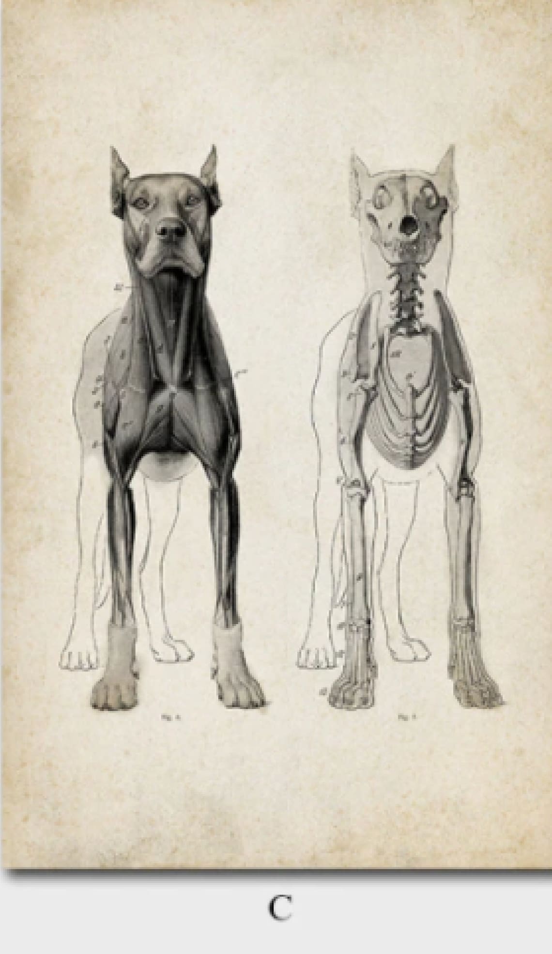 Vintage Veterinary Animal Anatomy Canvas Prints Wall Art Etsy