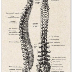 Gothic Anatomy: Vintage Skeleton Wall Art Print - Medical Anatomy ...