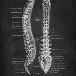 Anatomy Blackboard Canvas Prints Wall Art Medical Poster Prints Human Body Human Anatomy Nordic Prints Home Decor C - Spine