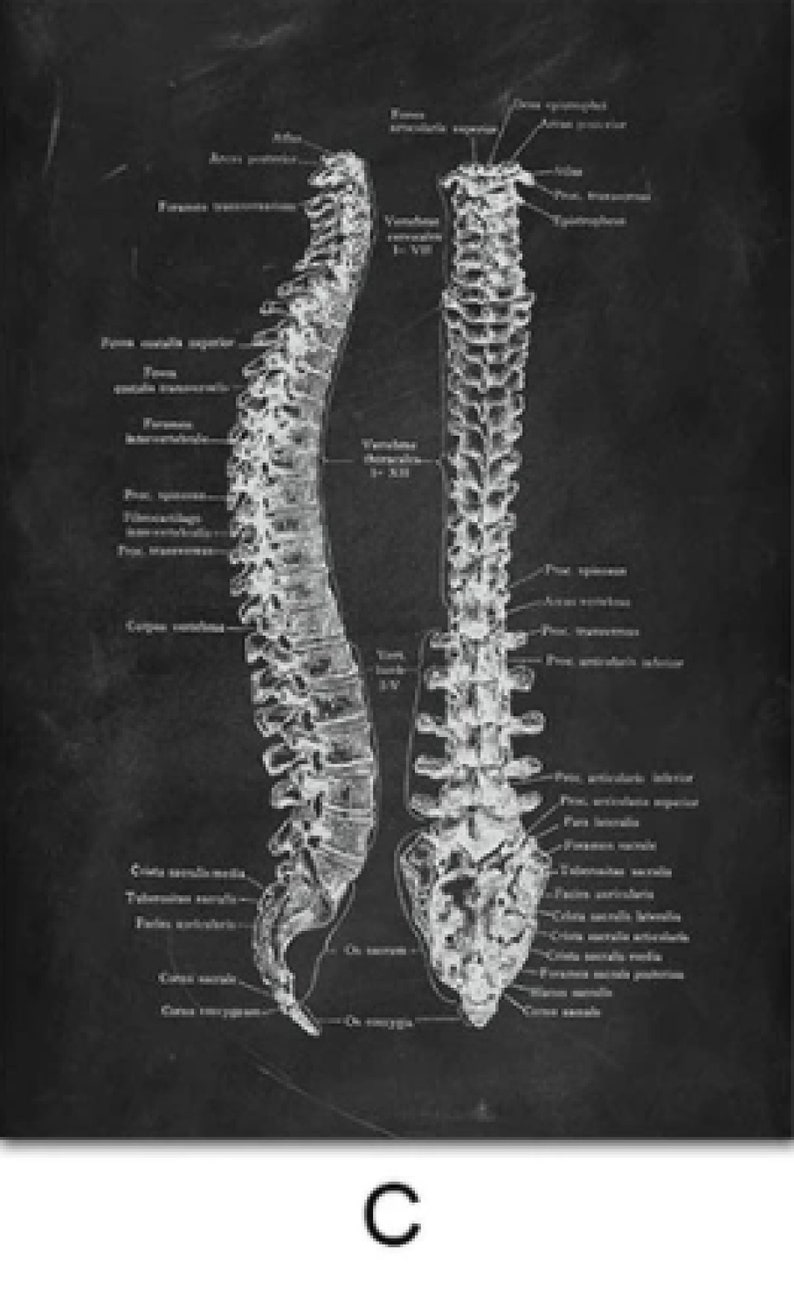 Anatomy Blackboard Canvas Prints Wall Art Medical Poster Prints Human Body Human Anatomy Nordic Prints Home Decor C - Spine
