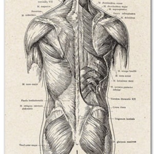 Gothic Anatomy: Vintage Skeleton Wall Art Print - Medical Anatomy ...