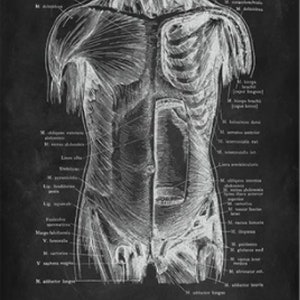 Anatomy Blackboard Canvas Prints Wall Art Medical Poster Prints Human Body Human Anatomy Nordic Prints Home Decor H - Front body