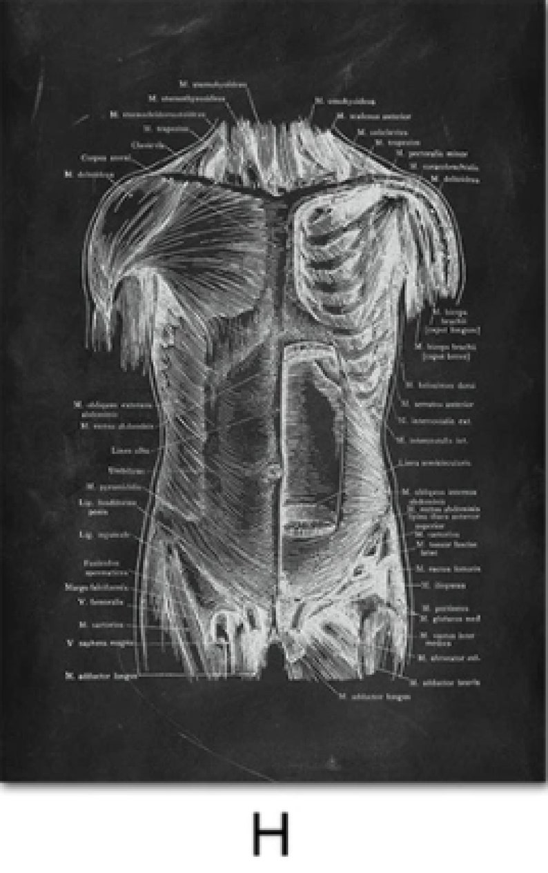 Anatomy Blackboard Canvas Prints Wall Art Medical Poster Prints Human Body Human Anatomy Nordic Prints Home Decor H - Front body