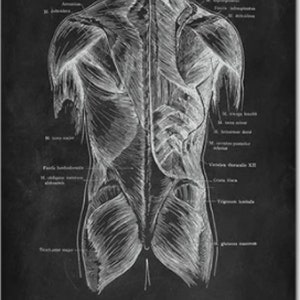 Anatomy Blackboard Canvas Prints Wall Art Medical Poster Prints Human Body Human Anatomy Nordic Prints Home Decor B - Back body