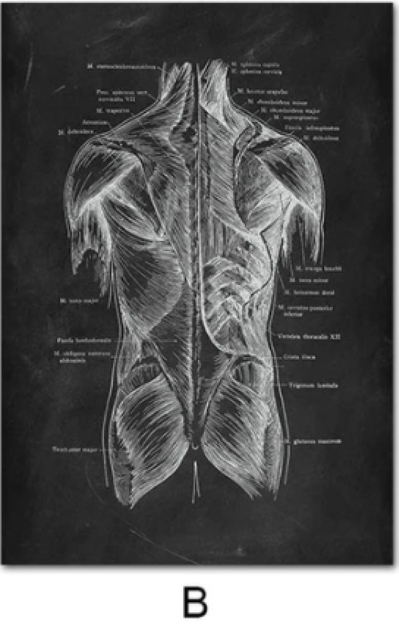 Anatomy Blackboard Canvas Prints Wall Art Medical Poster Prints Human Body Human Anatomy Nordic Prints Home Decor B - Back body