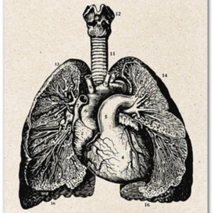 Gothic Anatomy: Vintage Skeleton Wall Art Print - Medical Anatomy ...