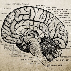 Vintage Head and Brain Anatomy Canvas Print Wall Art Human Body Human ...