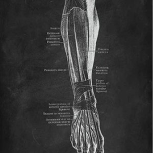 Anatomy Blackboard Canvas Prints Wall Art Medical Poster Prints Human Body Human Anatomy Nordic Prints Home Decor I - Leg