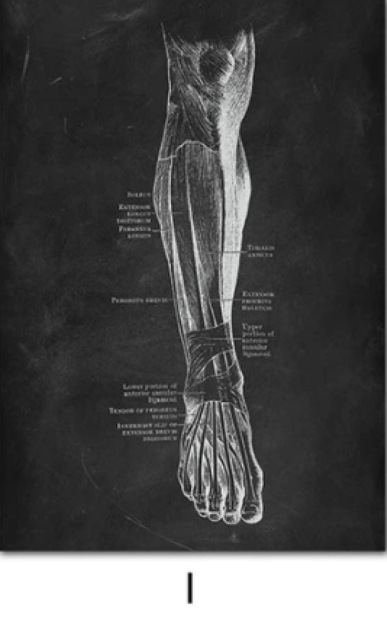 Anatomy Blackboard Canvas Prints Wall Art Medical Poster Prints Human Body Human Anatomy Nordic Prints Home Decor I - Leg