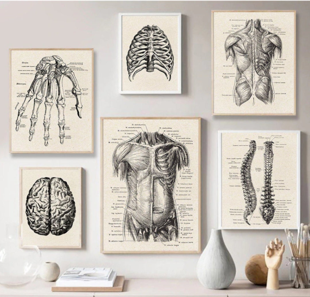 Gothic Anatomy: Vintage Skeleton Wall Art Print - Medical Anatomy ...